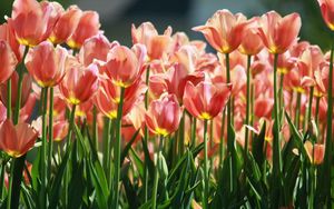 Превью обои тюльпаны, цветы, много, клумба, весна