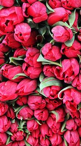 Превью обои тюльпаны, цветы, множество, бутоны