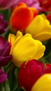 Превью обои тюльпаны, цветы, наклон, разноцветные, капли, свежесть