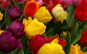Превью обои тюльпаны, цветы, наклон, разноцветные, капли, свежесть