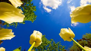 Превью обои тюльпаны, цветы, небо, облака, солнечно, деревья