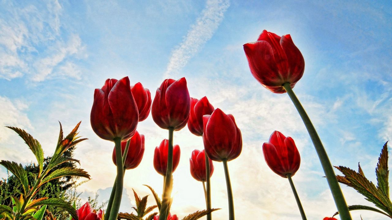 Обои тюльпаны, цветы, небо, облака, трава, деревья, солнышко