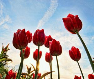 Превью обои тюльпаны, цветы, небо, облака, трава, деревья, солнышко