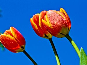 Превью обои тюльпаны, цветы, небо, синева