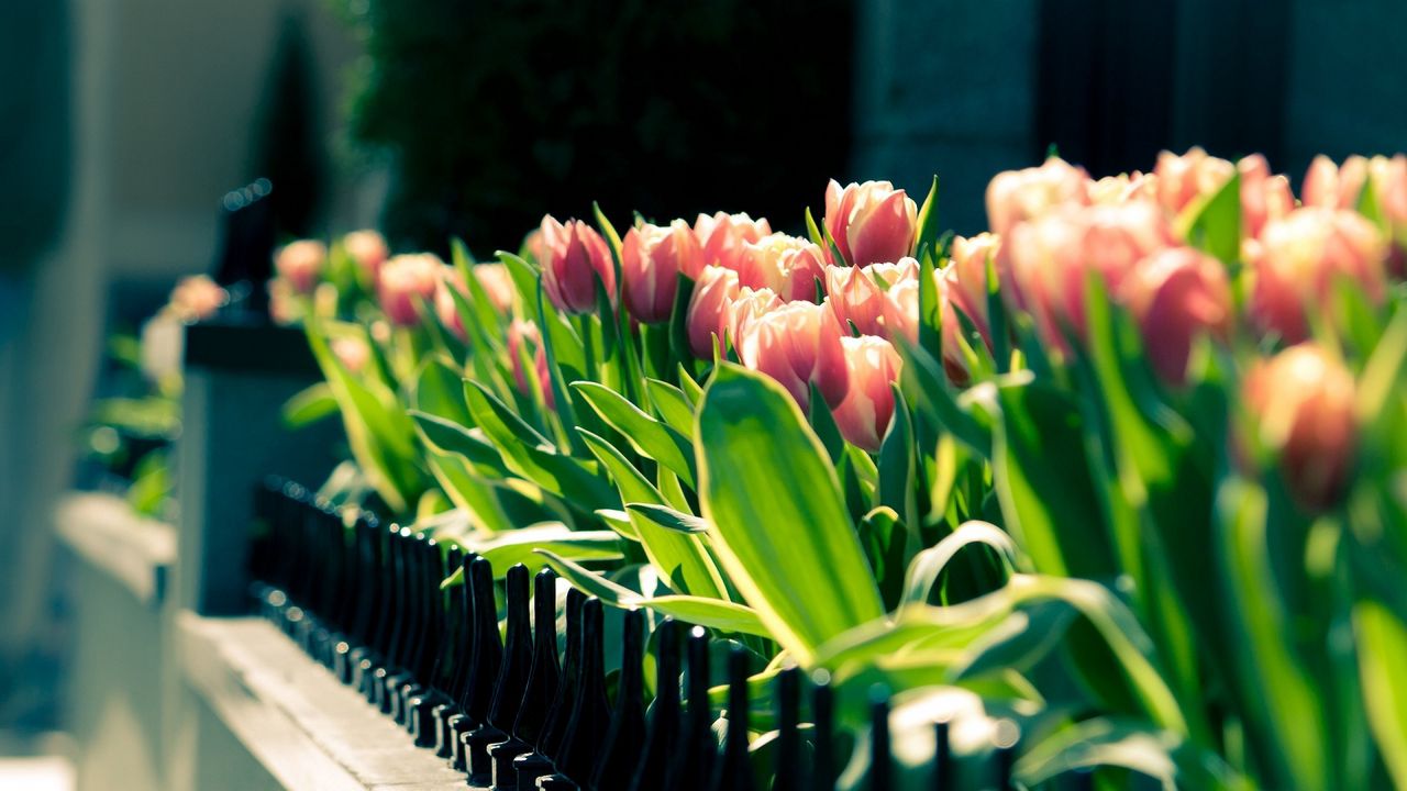 Обои тюльпаны, цветы, ограда, клумба, весна, солнечно