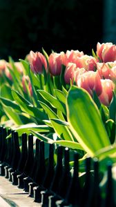 Превью обои тюльпаны, цветы, ограда, клумба, весна, солнечно
