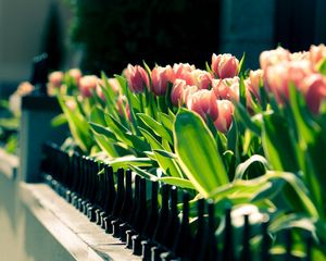 Превью обои тюльпаны, цветы, ограда, клумба, весна, солнечно