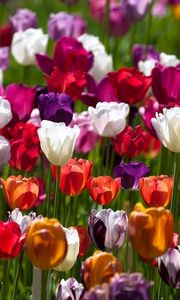Превью обои тюльпаны, цветы, пестрые, разные, солнечно
