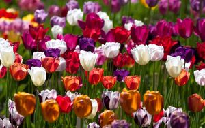 Превью обои тюльпаны, цветы, пестрые, разные, солнечно
