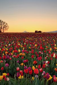 Превью обои тюльпаны, цветы, плантация, горизонт, природа