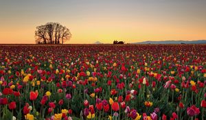 Превью обои тюльпаны, цветы, плантация, горизонт, природа