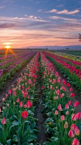 Превью обои тюльпаны, цветы, плантация, ряды, деревья, небо, закат