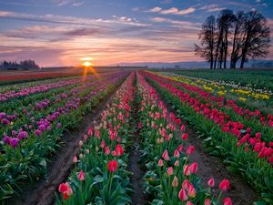 Превью обои тюльпаны, цветы, плантация, ряды, деревья, небо, закат