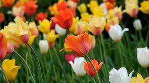 Превью обои тюльпаны, цветы, поле, яркий