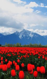 Превью обои тюльпаны, цветы, поле, горы, пейзаж