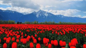 Превью обои тюльпаны, цветы, поле, горы, пейзаж