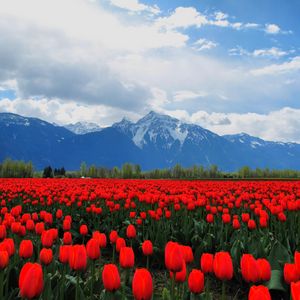 Превью обои тюльпаны, цветы, поле, горы, пейзаж