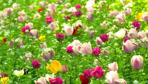 Превью обои тюльпаны, цветы, поле, разные, природа