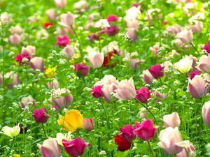 Превью обои тюльпаны, цветы, поле, разные, природа