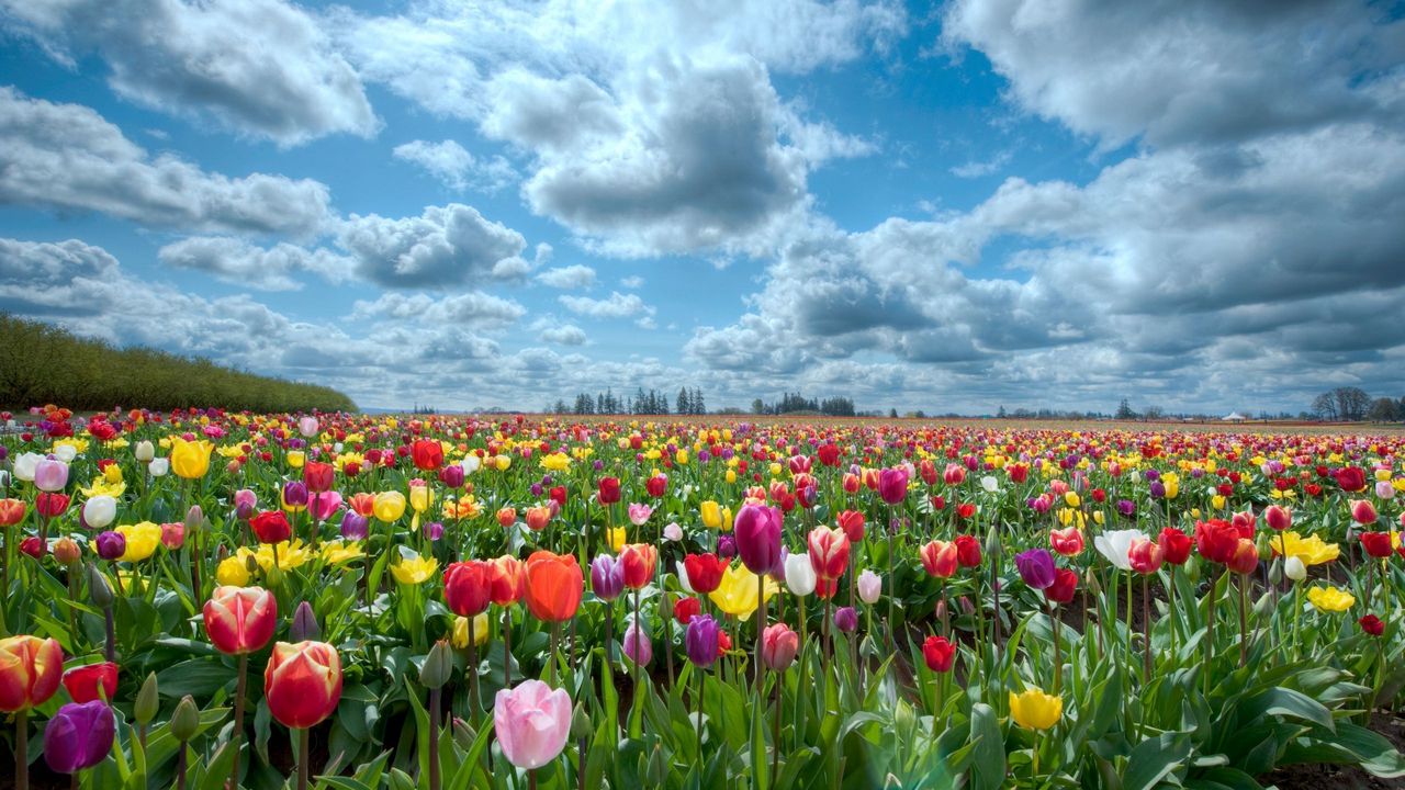Обои тюльпаны, цветы, поле, небо, облака, горизонт, природа