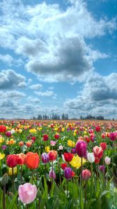 Превью обои тюльпаны, цветы, поле, небо, облака, горизонт, природа