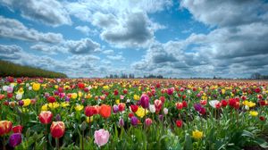 Превью обои тюльпаны, цветы, поле, небо, облака, горизонт, природа