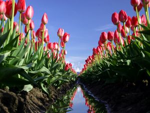 Превью обои тюльпаны, цветы, поле, траншея, вода, отражение, небо