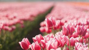 Превью обои тюльпаны, цветы, поле, резкость, весна