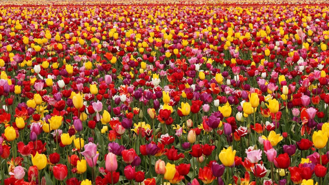 Обои тюльпаны, цветы, поле, разные, много, весна
