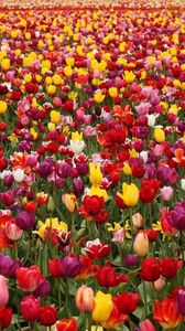 Превью обои тюльпаны, цветы, поле, разные, много, весна