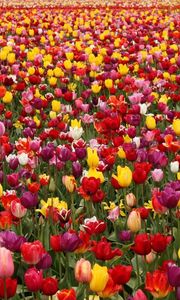 Превью обои тюльпаны, цветы, поле, разные, много, весна