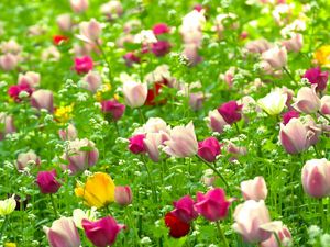 Превью обои тюльпаны, цветы, поле, природа, лето
