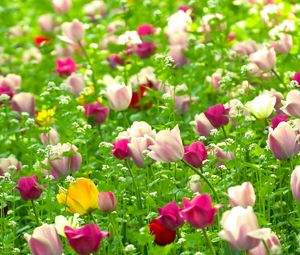 Превью обои тюльпаны, цветы, поле, природа, лето