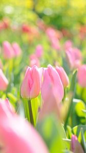 Превью обои тюльпаны, цветы, поле, розовый