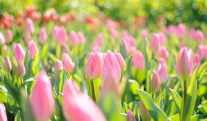 Превью обои тюльпаны, цветы, поле, розовый