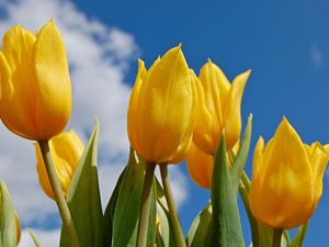 Превью обои тюльпаны, цветы, природа