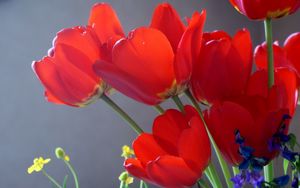 Превью обои тюльпаны, цветы, распущенные, крупный план