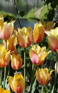 Превью обои тюльпаны, цветы, распущенные, клумба, пруд, парк