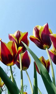 Превью обои тюльпаны, цветы, распущенные, пестрые, небо, весна