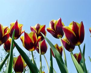 Превью обои тюльпаны, цветы, распущенные, пестрые, небо, весна