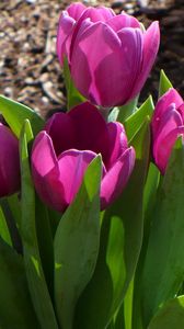 Превью обои тюльпаны, цветы, распущенные, солнечно, весна