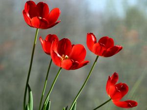 Превью обои тюльпаны, цветы, распущенные, стекло, солнечно
