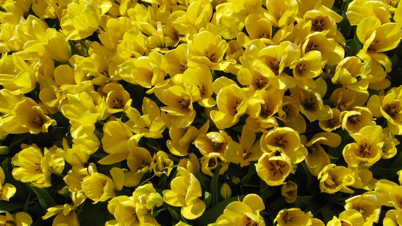 Обои тюльпаны, цветы, распущенные, желтые, много
