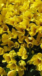 Превью обои тюльпаны, цветы, распущенные, желтые, много