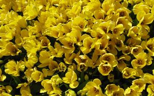 Превью обои тюльпаны, цветы, распущенные, желтые, много