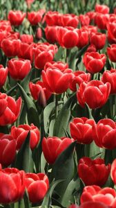 Превью обои тюльпаны, цветы, распущенные, клумба, весна