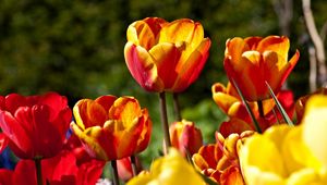 Превью обои тюльпаны, цветы, распущенные, яркие, солнечно
