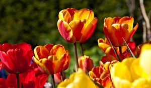 Превью обои тюльпаны, цветы, распущенные, яркие, солнечно