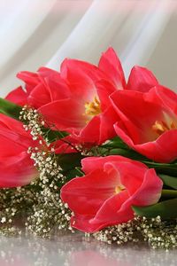 Превью обои тюльпаны, цветы, распущенные, букет, гипсофил, нежность