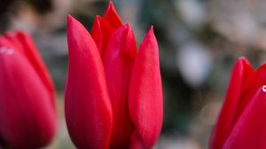 Превью обои тюльпаны, цветы, растение, красный